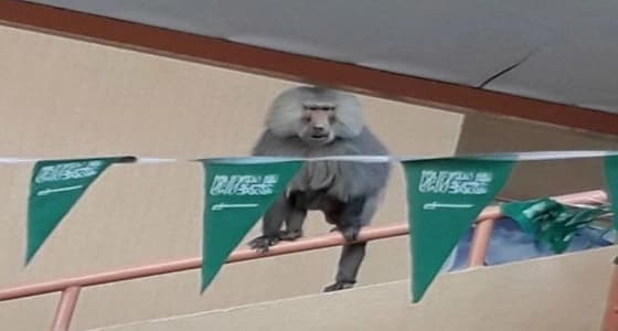 القردة تجتاح مدرسة بنات بـ " السودة " .. والأمانة ترد بعدم الاختصاص