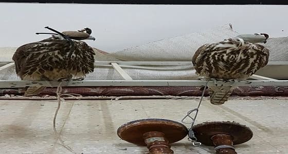 ضبط أشخاص دخلوا إلى محمية حرة الحرة بدون تصريح ومعهم " صقور "