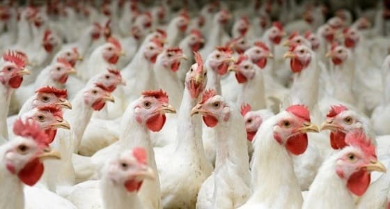 120 ألف ريال عقوبة على مشروع دواجن للسيطرة على " انفلونزا الطيور "