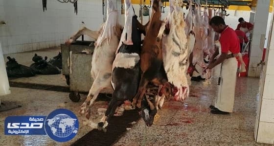 بلدية محايل تكثف الرقابة الصحية على المطاعم والمطابخ والمسلخ