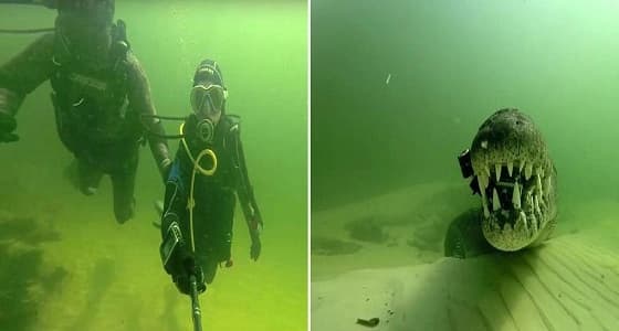 بالصور.. سياح يخاطرون بحياتهم بالسباحة جانب التماسيح