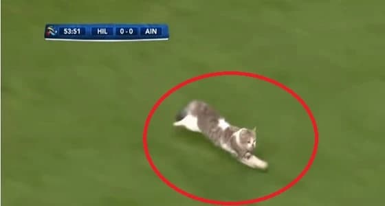 بالفيديو.. قط يقتحم مباراة " الهلال والعين "