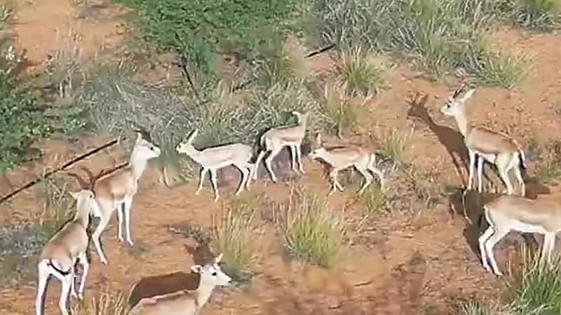 الريم والمها يعودان إلى منتزه القصيم الوطني .. فيديو