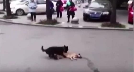 بالفيديو.. إسعاف كلب لآخر صدمته سيارة بوسط الطريق