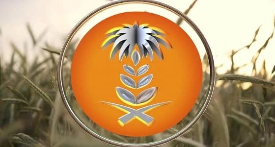 العامة للحبوب تطرح مناقصة لاستيراد 595 ألف طن قمح