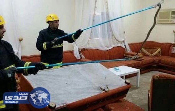 بالصور.. ثعبان سام يفزع سكان منزل ببارق .. والمدني يتدخل