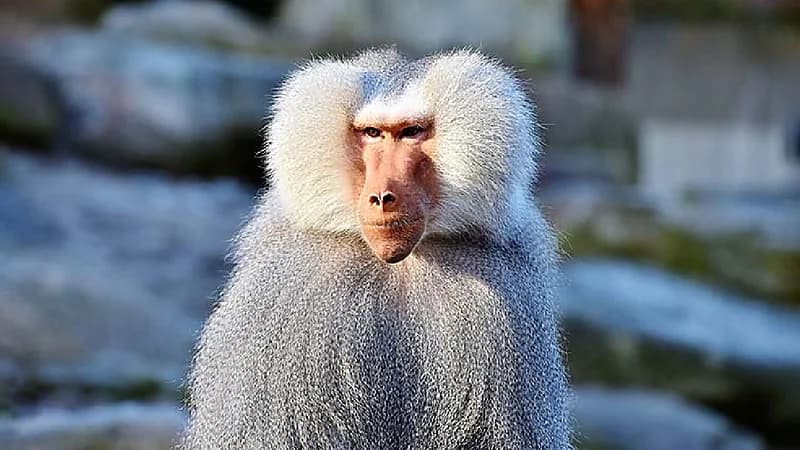 بالفيديو.. تنمية الحياة الفطرية: لن يتم معالج مشكلة قرود البابون في سنة ونصف