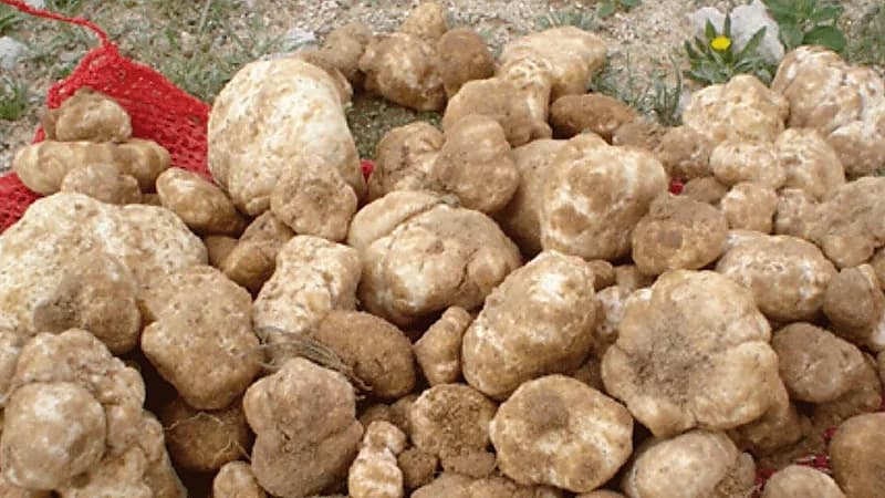 الغذاء والدواء توضح مدة استخدام الفقع بعد استخراجه