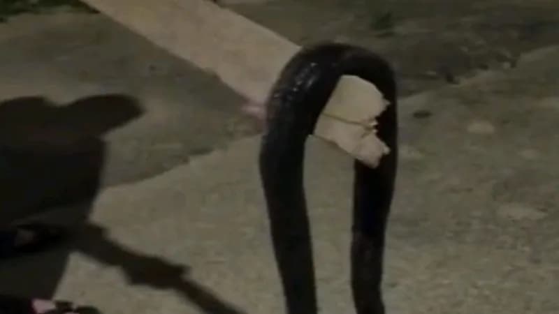 ثعبان ضخم يباغت منزل مواطن بعرعر "فيديو"