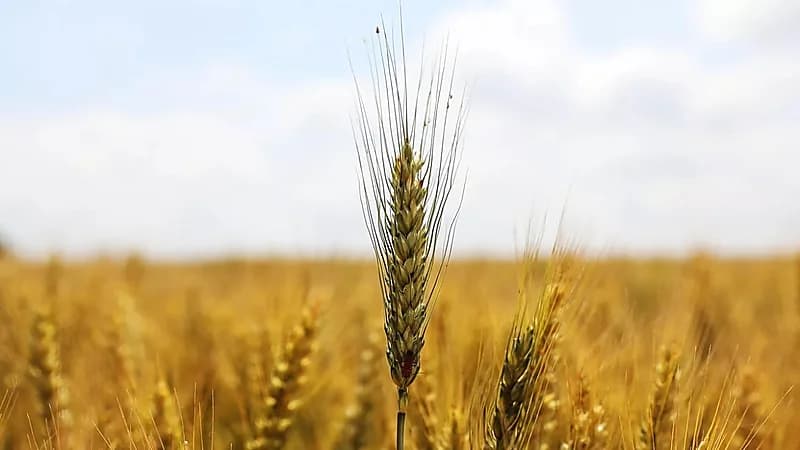 مصر تعلن اكتفائها ذاتياً لفترات غير مسبوقة