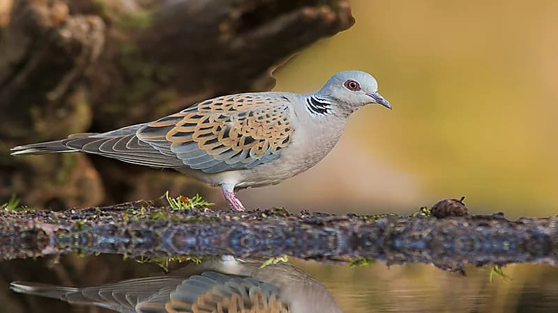الحياة الفطرية تحذر من صيد طائر القميري:  مهدد بالانقراض عالمياً