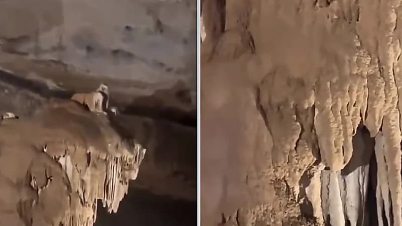 مواطن يتفاجأ بصوت نمر بعد دخوله كهف في صلالة .. فيديو