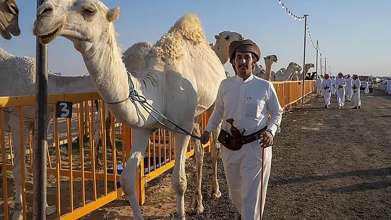 حضور جماهيري لافت بمهرجان مزاد الإبل بنجران