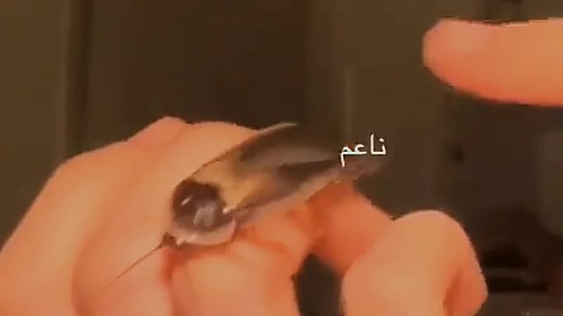 فتاة تشارك مقطع لصرصورها الأليف .. فيديو