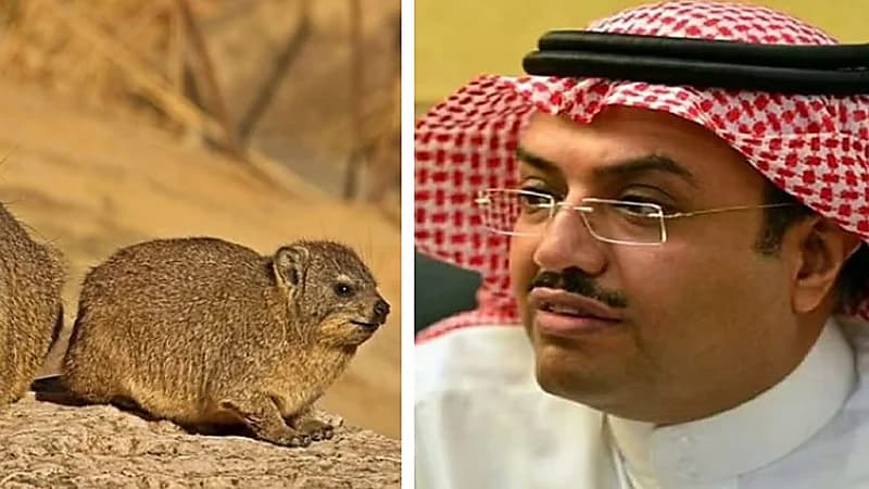 النمر يكشف حقيقة استخدام لحم الوبر في علاج السكري وأمراض القلب