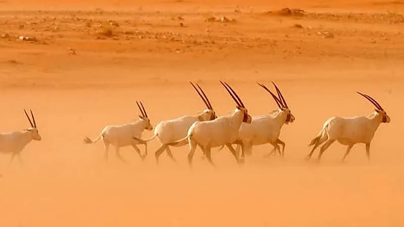 تنمية الحياة الفطرية: نعمل على تنظيم الصيد حالياً ولا نمنعه مطلقاً..فيديو