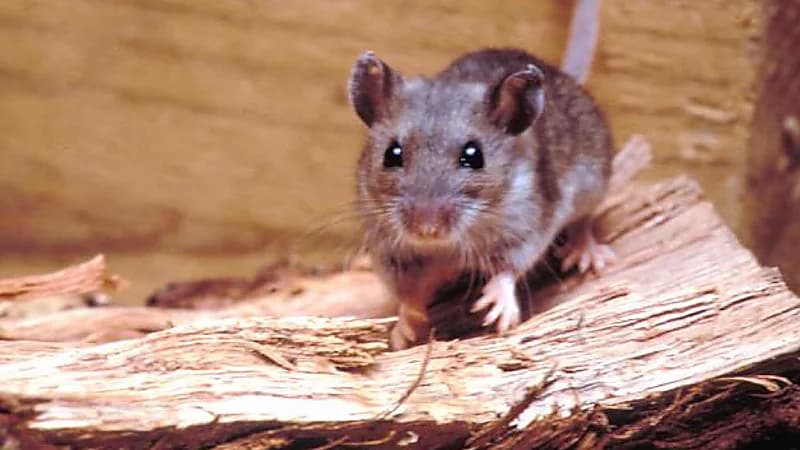 محاكمة ثلاثة طلاب بتهمة أكل فأر حي