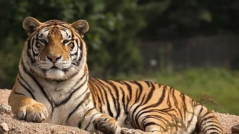 حديقة حيوان صينية تصبغ كلابًا لتشبه النمور وتثير الجدل .. فيديو