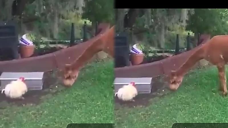 مشهد طريف لدجاجة ترفض مشاركة الطعام مع حيوان ألبكة .. فيديو