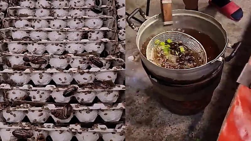 علف من الصراصير بدل العشب يثير الجدل في إفريقيا.. فيديو