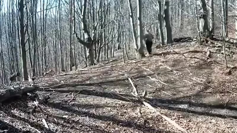 رجل يواجه دبًا شرسًا باستخدام فأس .. فيديو