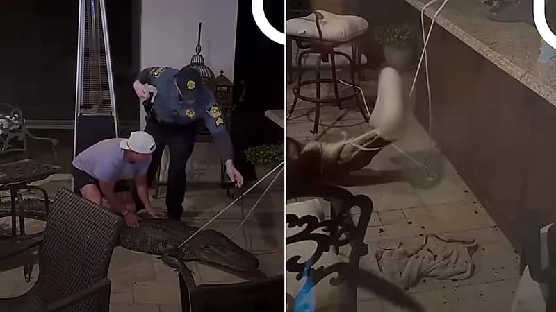 تمساح يتسلل إلى منزل في لويزيانا والشرطة تتدخل.. فيديو