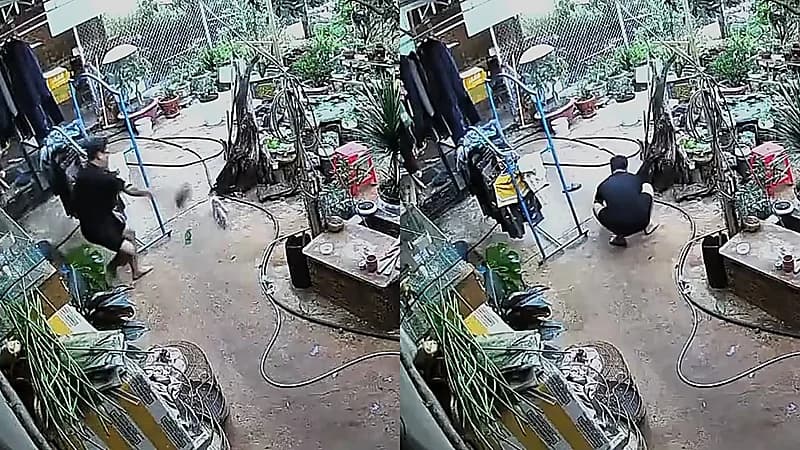 شاب يفجع بوفاة طائره النادر بعد محاولة إنقاذه من قطة .. فيديو