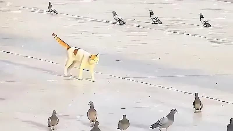 مشهد عفوي لقطة تلاعب حمام الحرم المكي .. فيديو