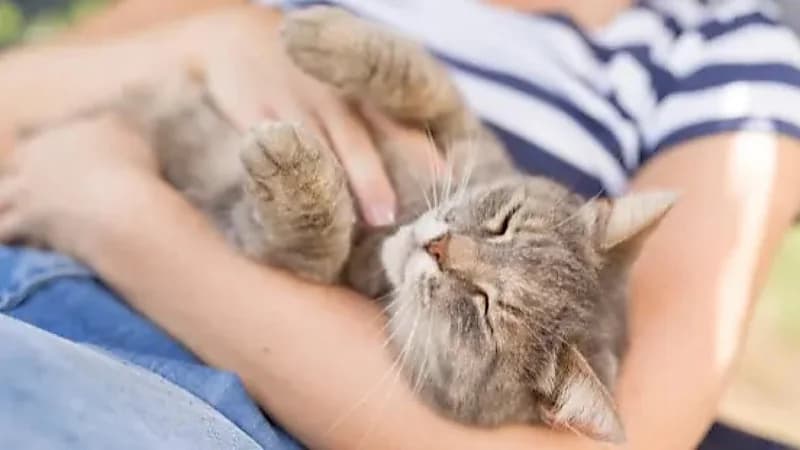 طفيلي بفضلات القطط يؤثر على وظائف المخ