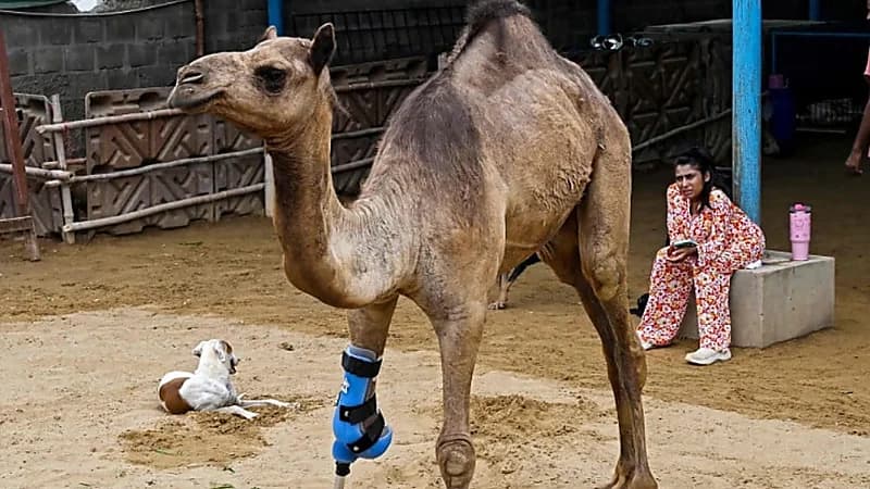 ساق صناعية تعيد ناقة إلى الحياة بعد بتر قدمها