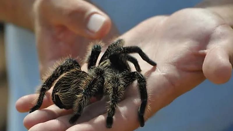 وفاة رجل بطريقة مأساوية بسبب لدغة عنكبوت