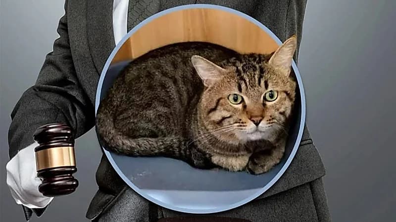 محكمة صينية تُلغي مزادًا لبيع قطة بهدف تسديد ديون مالكها