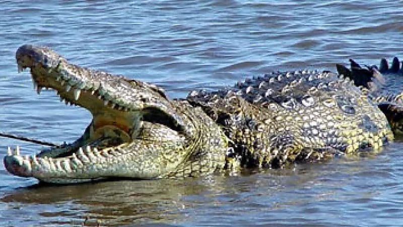 تمساح يفتك بفتاة مراهقة في نهر بالهند