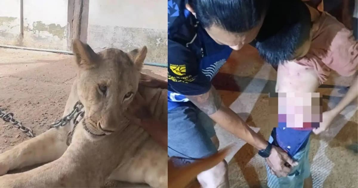 لبؤة تهاجم طفلًا بطريقة مروعة ورجل ينقذه بشجاعة