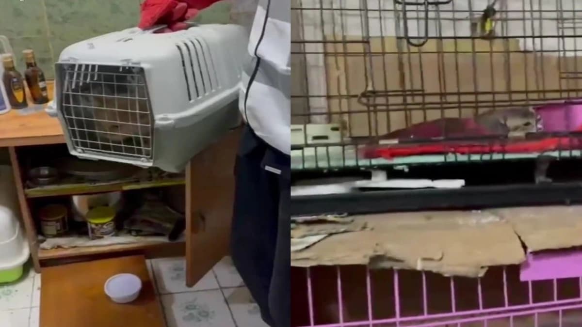 إنقاذ 50 قطة محتجزة في شقة سكنية بالرياض بعد وفاة مربيها.. فيديو