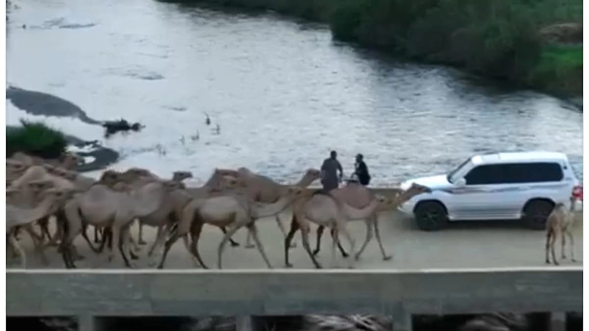 مجموعة من الإبل تشق طريقها عبر البحر في القنفذة‬⁩ ..فيديو