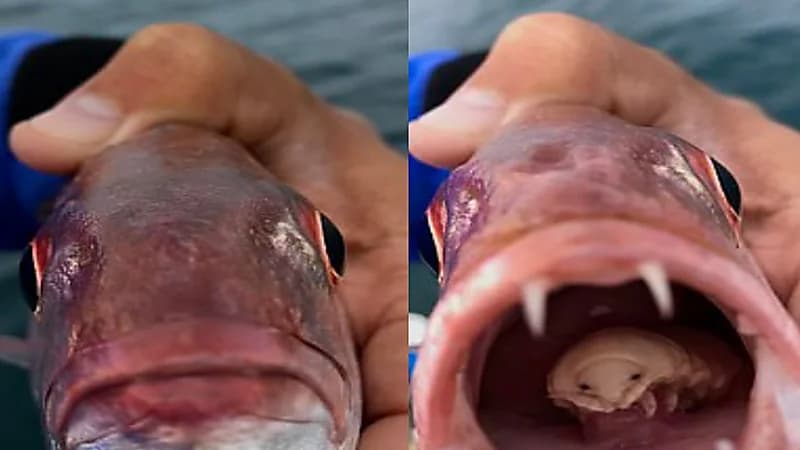 بالصور.. شاب يفاجأ بكائن مخيف داخل فم سمكة بعد اصطيادها