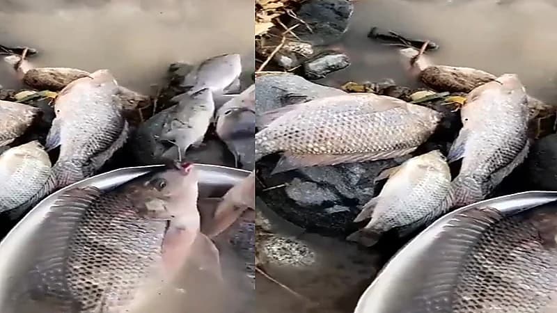 شاهد.. ظهور أسماك في مياه سيول أمطار الطائف