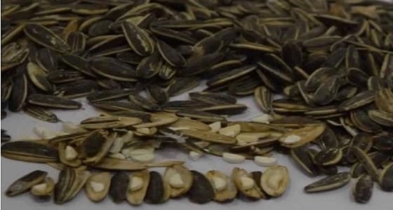 مصر: إحباط محاولة تهريب أقراص مخدرة عبر " حب دوار الشمس "