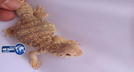 ضب يثير الرعب في مسكن عاملة وافدة شرق الرياض