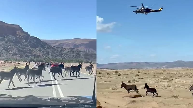 بالفيديو.. قطيع من الحمير يتفاعل مع المتسابقين في "طواف السعودية"