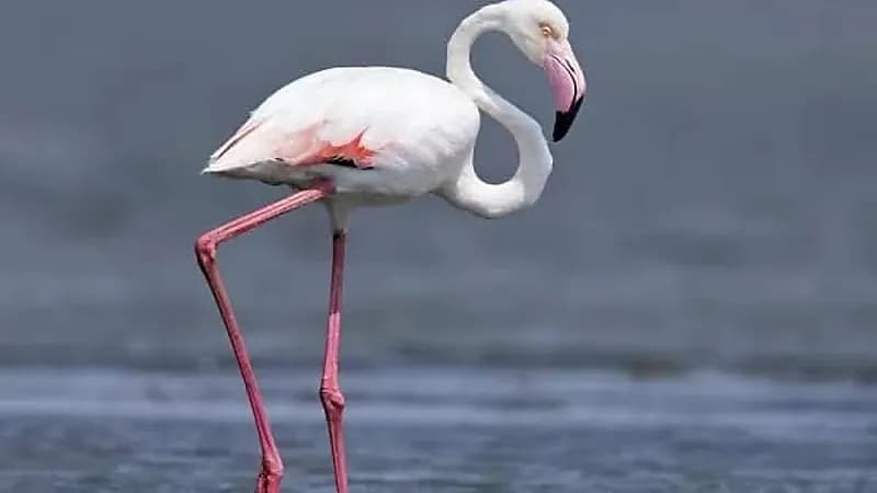 رصد نوعين جديدين من الطيور بحدود هيئة تطوير محمية الملك سلمان بن عبدالعزيز الملكية