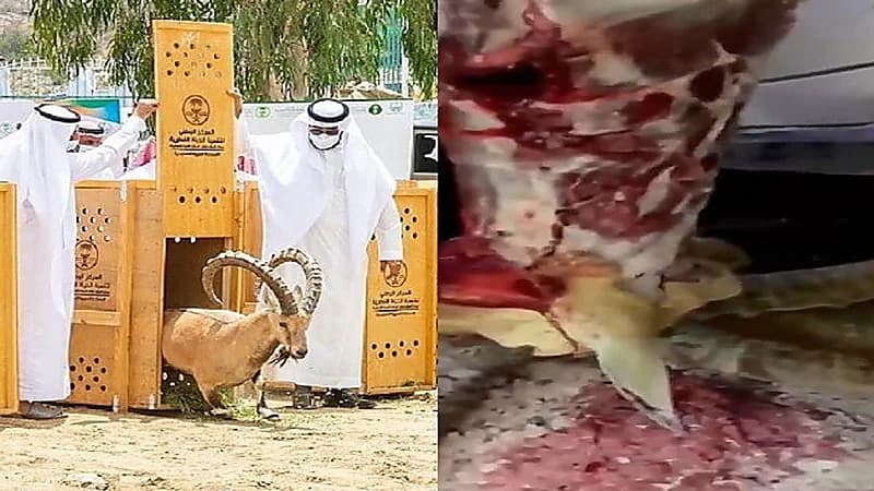 الحياة الفطرية: مقطع سلخ الوعل في بلجرشي يبدو قديمًا