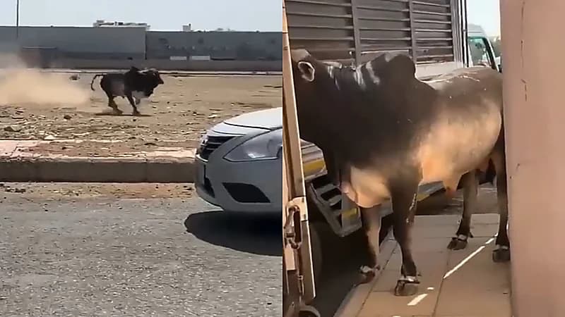 بالفيديو.. ثور هائج يتسبب في حالة ذعر للمارة بجدة