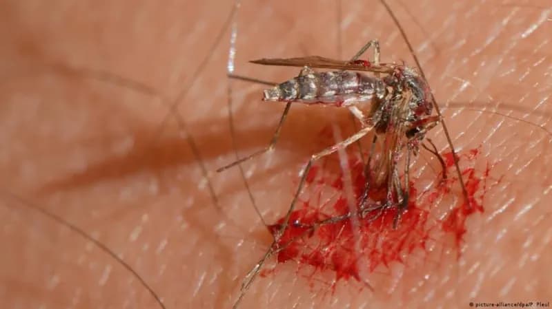 الشرطة تقبض على سارق باستخدام بعوضتين