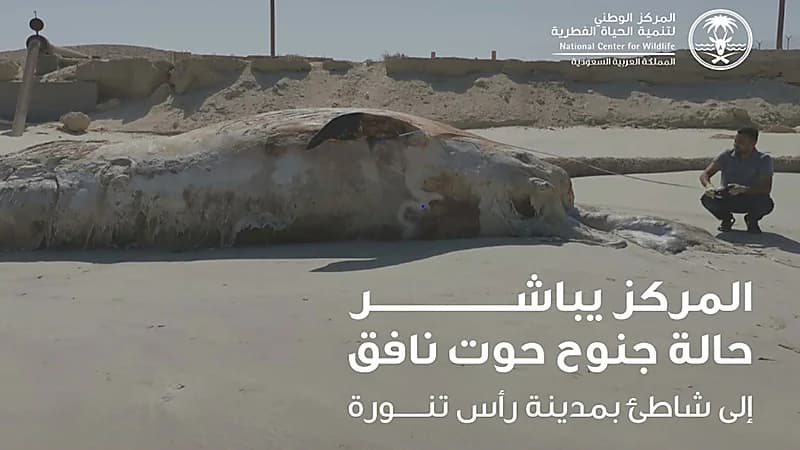 جنوح حوت نافق إلى شاطئ في رأس تنورة