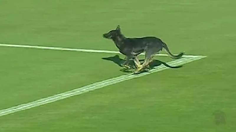 بالفيديو .. كلب ضخم يقتحم مباراة مصرية في بث مباشر