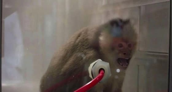 شركات السيارات الألمانية تجبر القرود على استنشاق عوادم الديزل في تجارب معملية