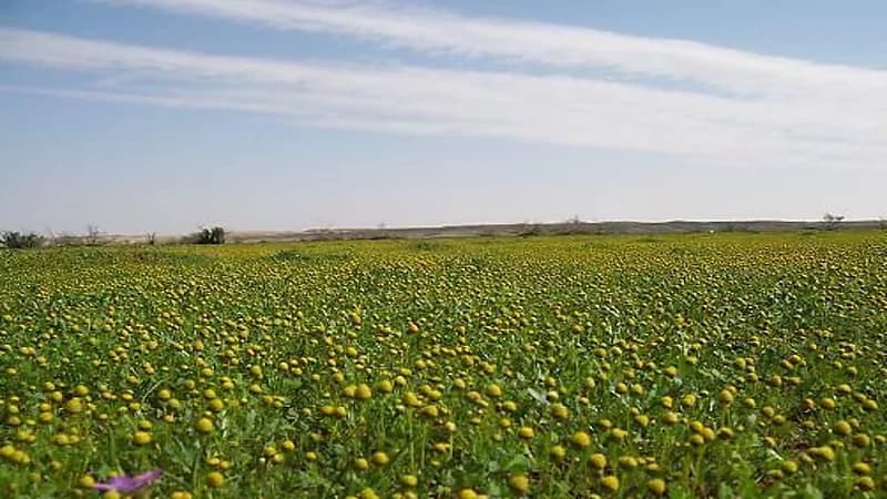 "الأرصاد": اليوم هو أول أيام فصل الربيع ارصاديًا