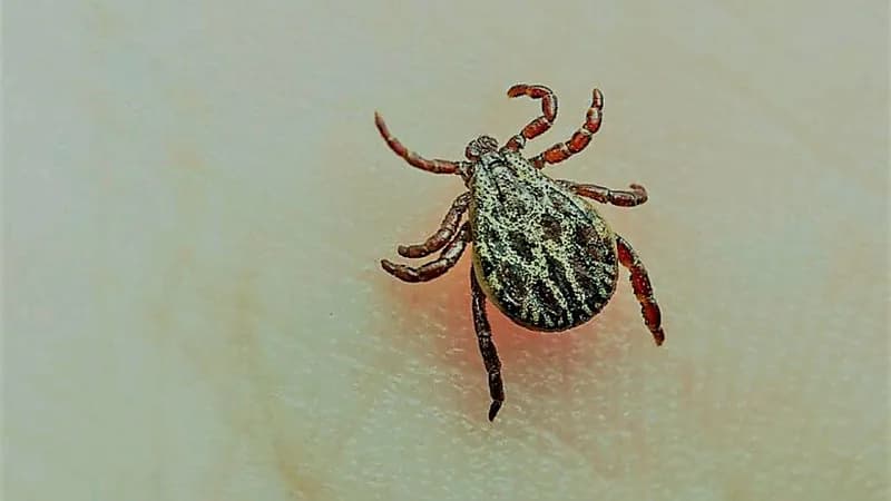 خبراء يحذرون من انتشار القراد والبعوض بسبب التغيرات الجوية